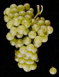 chardonnay grapes