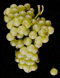 Chenin Blanc Grapes