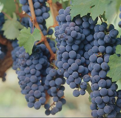 Zinfandel Grapes on the Vine